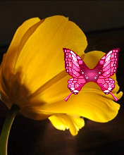 176_220gif 动态图 动图