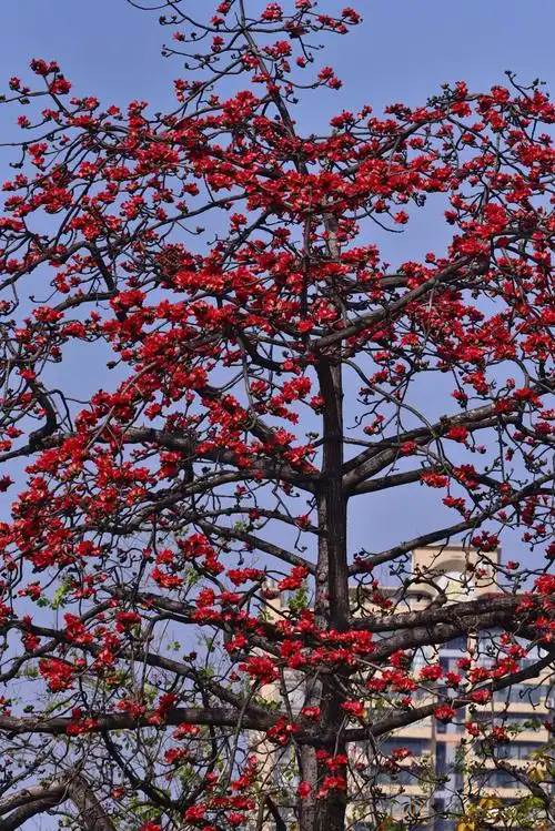 广州木棉花开的灿烂