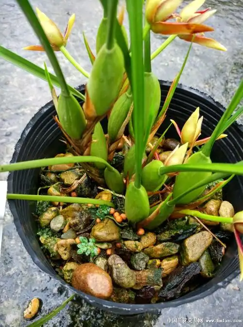 带花***咖啡兰3***