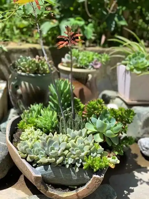 厉害| 农村养多肉太疯狂,木头桩子大水缸,连墙缝里都是!