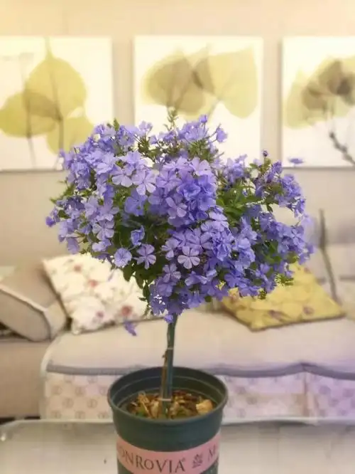 娜家小花园邀您赏秋(夏)花 - 西瓜视频