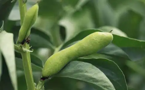 蚕豆叶的功效与作用