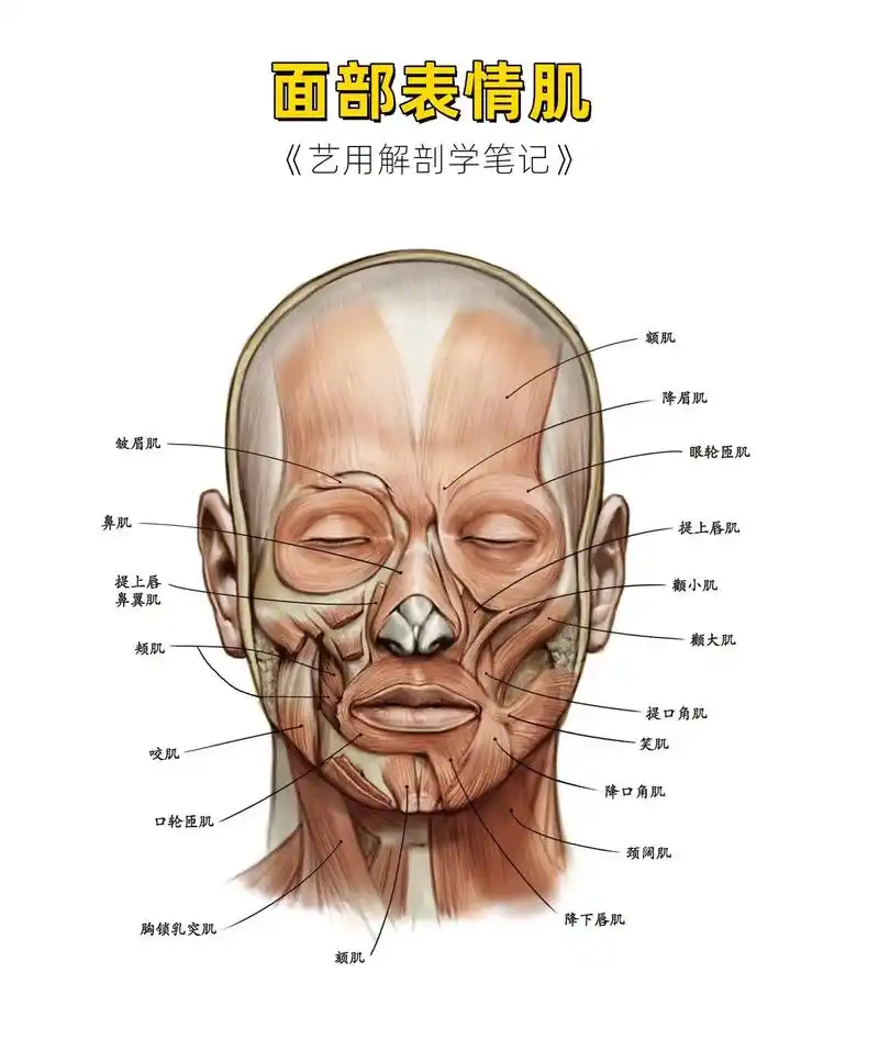 喜,笑,怒,悲各种表情是哪些肌肉在动?人体结构 |面部表情肌 - 抖音
