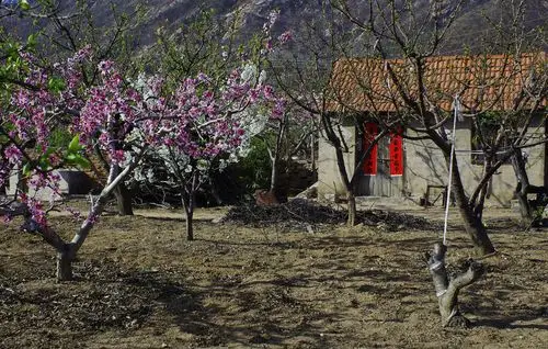 桃花.小屋.老人