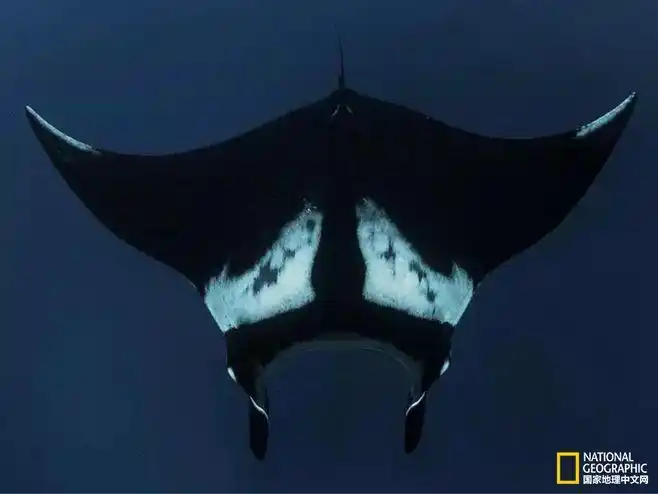 巨大的oceanic manta是所有蝠鲼中体型最大的,他们并不怕人,反而很
