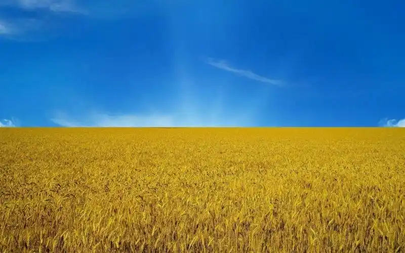 麦田壁纸1280x720分辨率查看