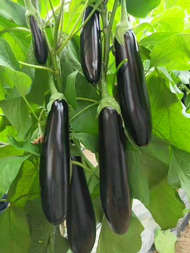 茄子种子 绿萼绿把长茄种籽 荷兰进口 抗寒好 包邮 805长茄种子