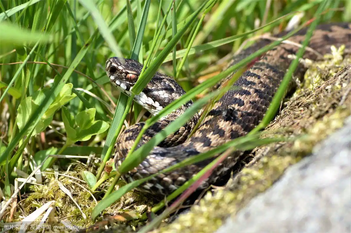 草丛中的一条蛇