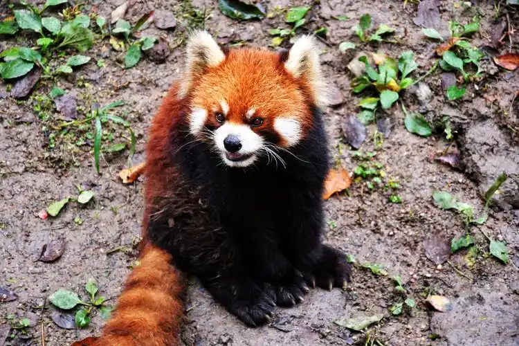 看到可爱的小动物真是无法自拔,感觉是拍的最可爱的4张图