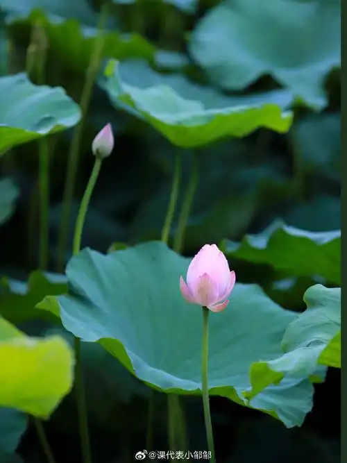 当时去的时候正是荷花盛开的时候,好看极了,拍了很多荷花的照片,特别