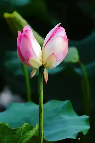 顺峰山公园惊现机率只有十万分之一的并蒂莲!_荷花