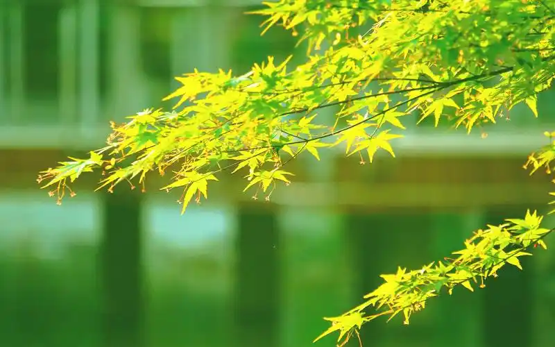 小清新绿色护眼图片高清电脑壁纸高清大图预览1920×1200_风景壁纸