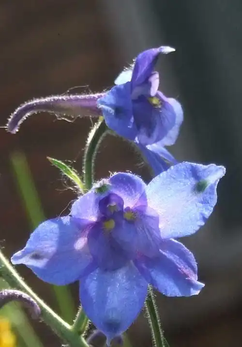 五台山野生花卉之四(翠雀)