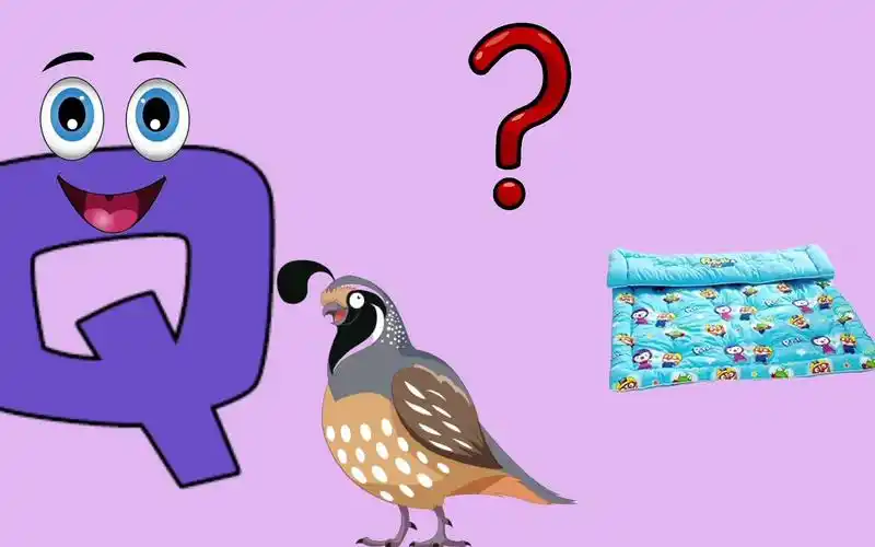 q for quail | learn alphabets with live examples