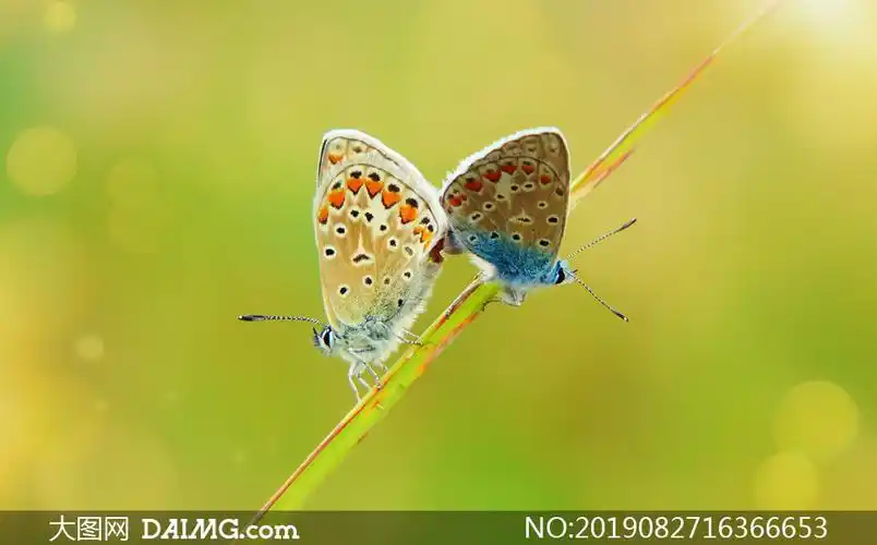 同一根草上的两只蝴蝶特写摄影图片_大图网图片素材