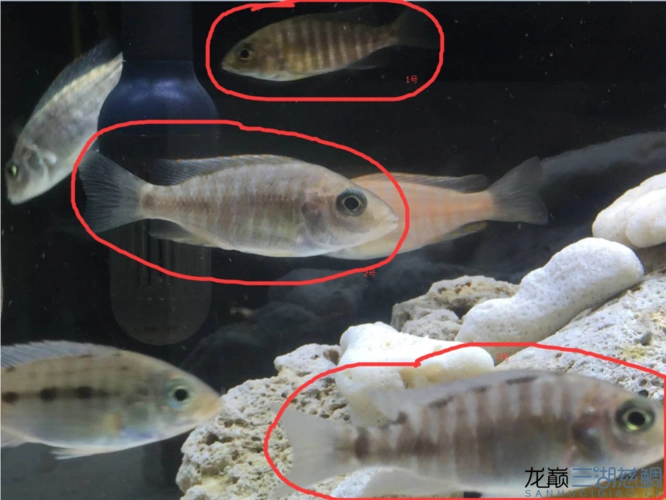 红膊头孔雀苗子体色有一条很深,高手来解答下问题 - 三湖慈鲷玩家