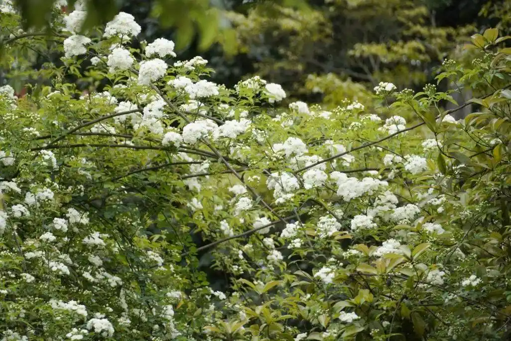 好美遂宁七里香打卡宝地这周过了就没了