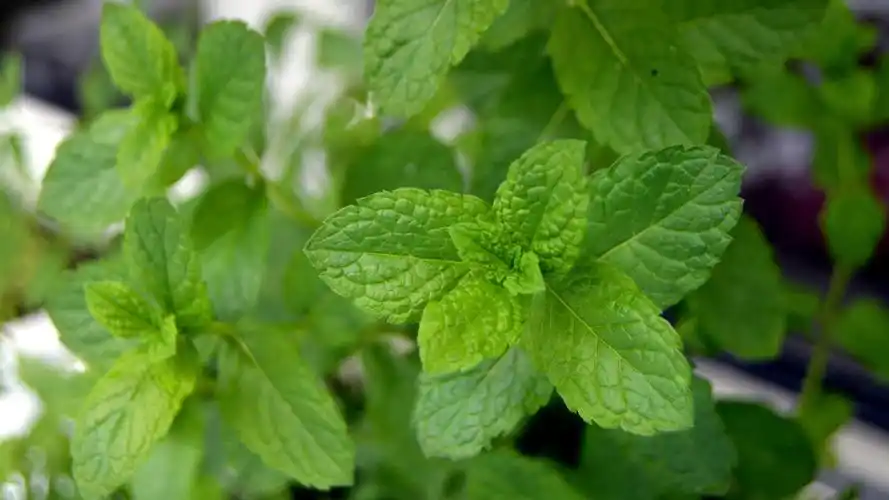 小清新薄荷绿叶唯美高清桌面壁纸