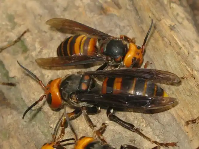 谁能告诉我这是什么蜂,很好奇