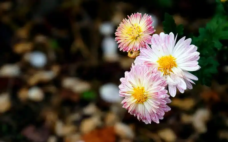 秋菊图片大全电脑高清桌面壁纸 第二辑