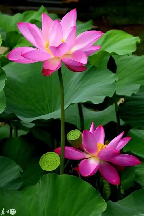 各种漂亮的荷花