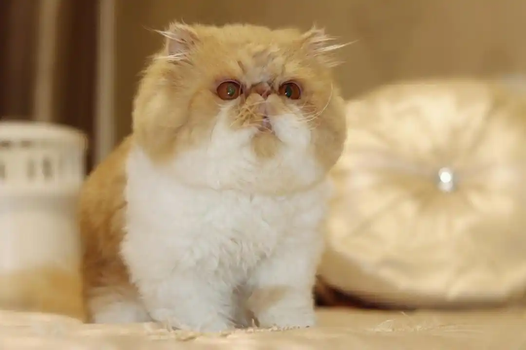 加菲猫异国短毛猫