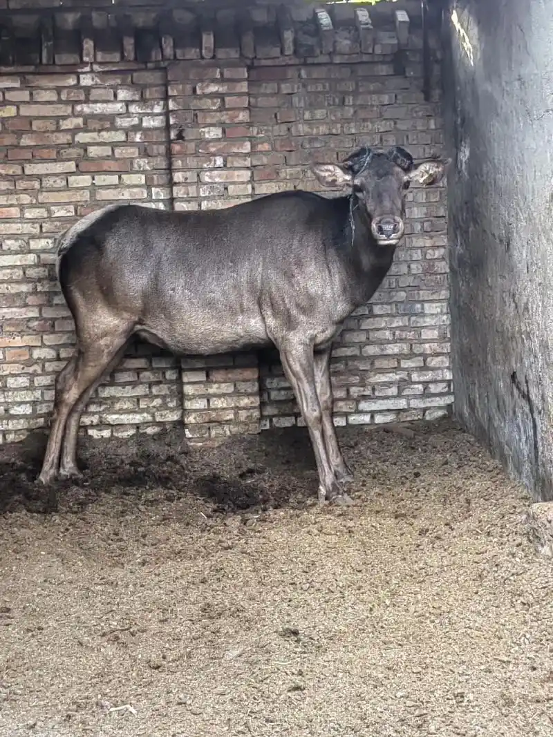 新疆 #乌鲁木齐 #马鹿 #梅花鹿 #养殖 鹿茸割了和牛 - 抖音