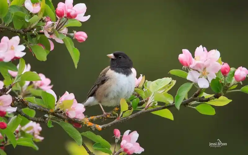 动物,鸟类,大自然,动物,电脑壁纸,壁纸野生小鸟