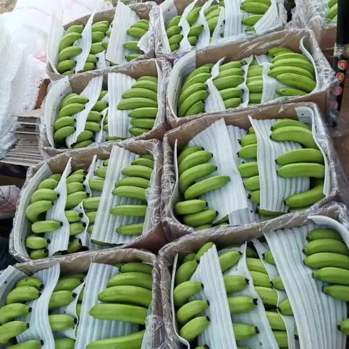 [香蕉批发]云南原产地香蕉 不受寒 干净程度高 把型好看价格0.