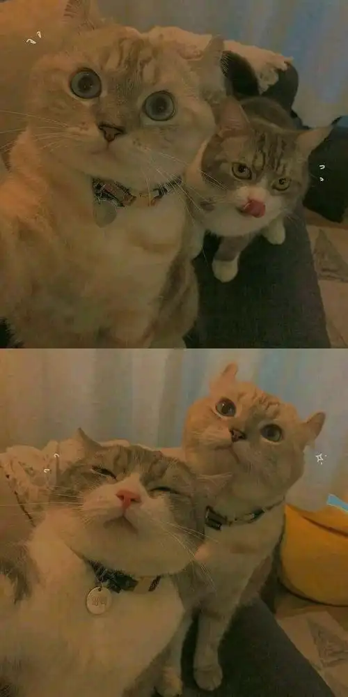 夏子衿ins风猫咪可爱拼接系壁纸