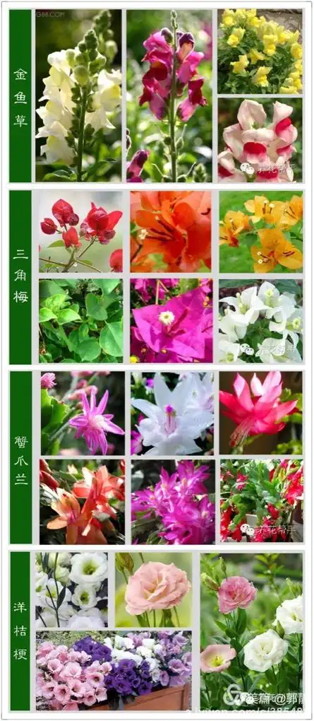 百花齐聚 各种花名 再也不用上网搜搜搜了