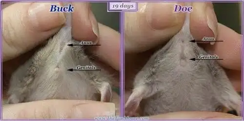 幼鼠生殖器发育全过程如何分辨雌雄鼠