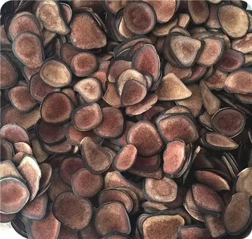 人工驯养马鹿茸 马鹿茸精选 产地 吉林省白山市抚松县