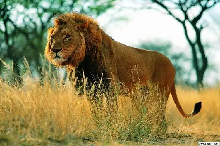 动物世界-狮.虎.豹