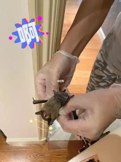 家里进蝙蝠09是什么鬼啊