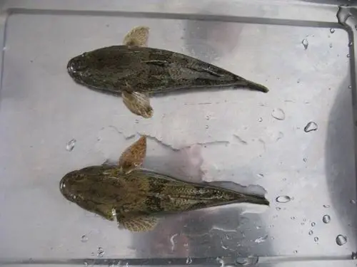 如图,不宜分辨  .可能是     沙塘鳢科   odontobutidae   鱼类