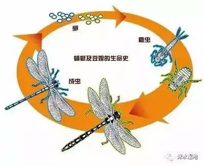 神奇的蜕变——蜻蜓羽化  |洣水科普大讲堂 第二十九期