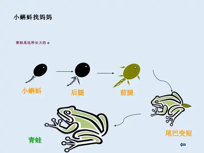 2019秋最新人教版二年级语文上册第一单元 小蝌蚪找妈妈 精品教学课件