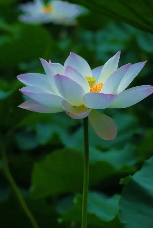 素雅淡妆莲荷花