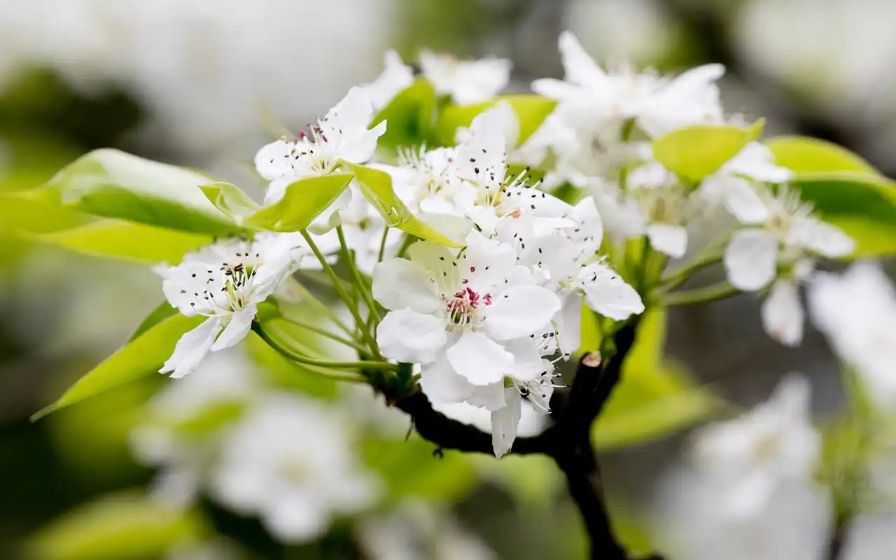 洁白梨花唯美高清桌面壁纸