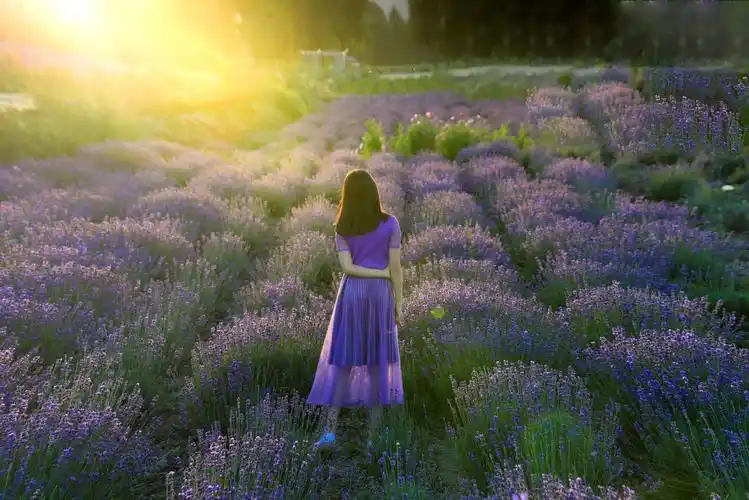 在这里,你不仅白天可以徜徉在薰衣草的花海,晚上同样可以在炫彩的灯光