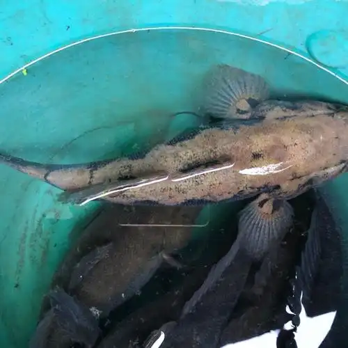 冰冻鲜活笋壳鱼/沙塘鳢700g-750g,现冰冻,活寄不包售后