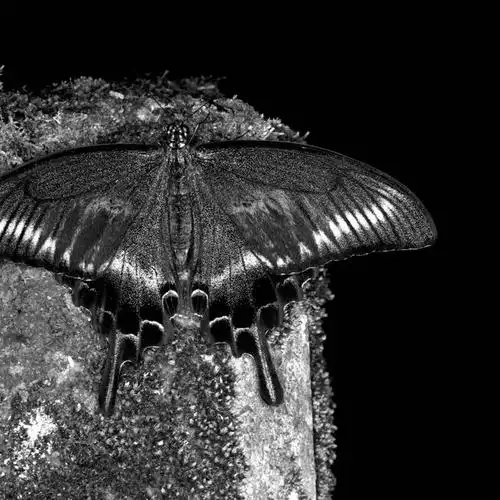 无人,方图,特写,野生动物,东京,日本,黑色背景,昆虫,首都,摄影,凤尾蝶