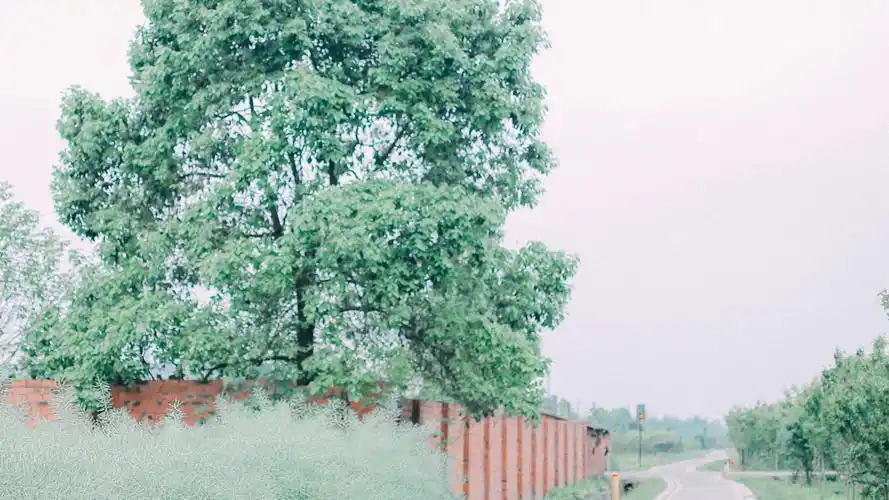 日系绿色小清新静物唯美高清桌面壁纸