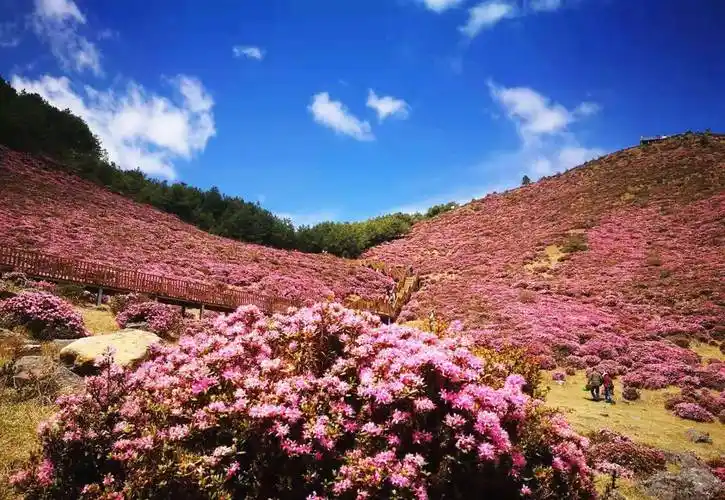 禄劝马鹿塘:4000亩杜鹃花即将迎来盛花期_何佳富_中国_开发