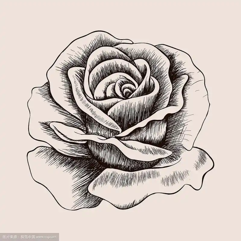 素描玫瑰手绘花