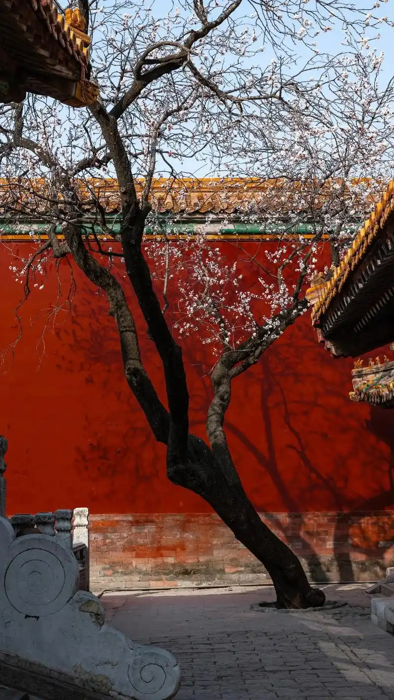 故宫杏花疏影,春意紫禁城