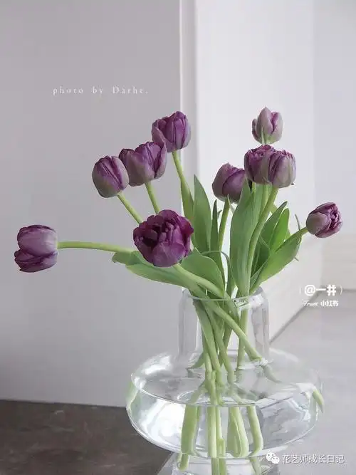 100朵郁金香|蓝莓挞重瓣郁金香,带灰色调的蓝紫色花朵~vol.