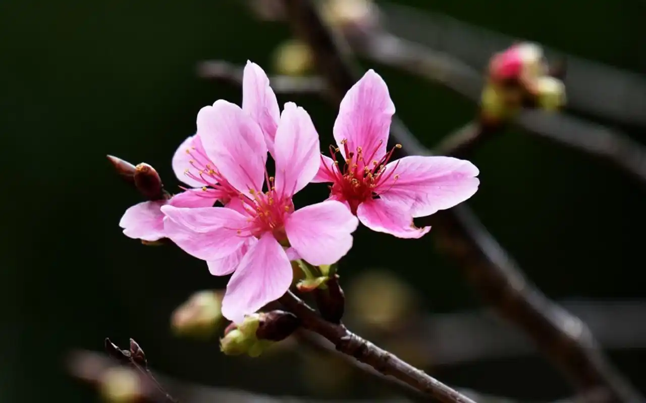 粉色绯樱唯美花卉高清桌面壁纸