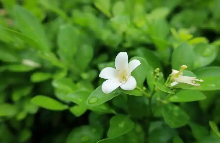 七里香怎么养 - 花百科